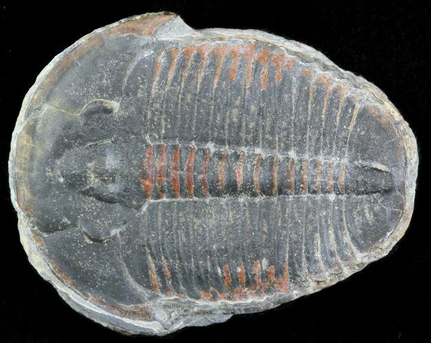 Elrathia Trilobite Fossil - Utah #45978